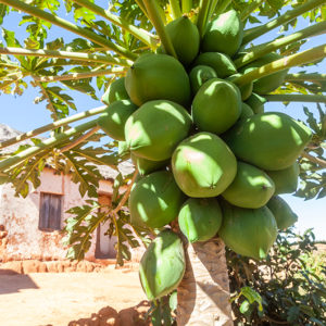 Palme mit grünen Kokosnüssen im Umweltprojekt von Ny Hary