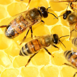 Bienen in auf einer Honigwabe